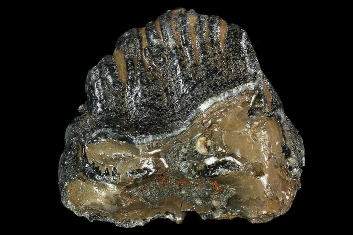 Southern Mammoth Molar Section - Hungary #123657